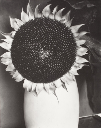 Edward Steichen, Sunflower in a White Vase, Part of Series "Sunflowers from Seed to Seed," 1920–1961, gift of Richard and Jackie Hollander, © permission the Estate of Edward Steichen