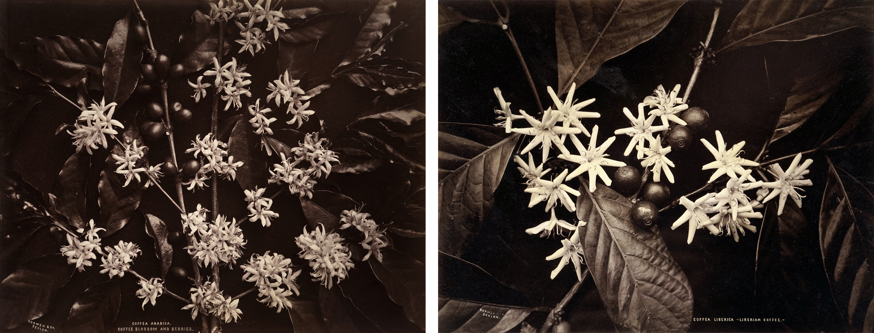Left: Charles T. Scowen & Co., Coffea Arabica. Coffee Blossom and Berries., Sri Lanka, probably Central Province, c. 1880, Lent by Peter Fetterman Gallery, photo courtesy of the lender; Right: Charles T. Scowen & Co., Coffea Liberica–Liberian Coffee, Sri Lanka, probably Central Province, c. 1875–80, Lent by Peter Fetterman Gallery, photo courtesy of the lender
