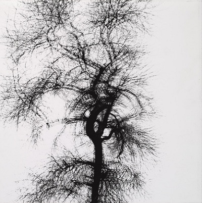 Harry Callahan, Tree, 1956, The Marjorie and Leonard Vernon Collection, gift of The Annenberg Foundation, acquired from Carol Vernon and Robert Turbin, © 2013 The Estate of Harry Callahan
