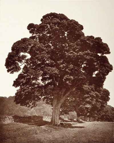 Andrew Young, Plane at Aberdour. In Old Avenue., c. 1850, printed c. 1850, The Marjorie and Leonard Vernon Collection, gift of The Annenberg Foundation, acquired from Carol Vernon and Robert Turbin 
