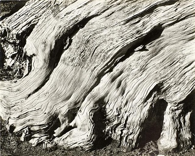 [Image 7] Edward Weston, No. 11 Cypress—Point Lobos (The Flame), 1929, Gelatin silver print, Los Angeles County Museum of Art, the Marjorie and Leonard Vernon Collection. Gift of The Annenberg Foundation, acquired from Carol Vernon and Robert Turbin © 2013 Arizona Board of Regents, photo © 2013 Museum Associates/LACMA