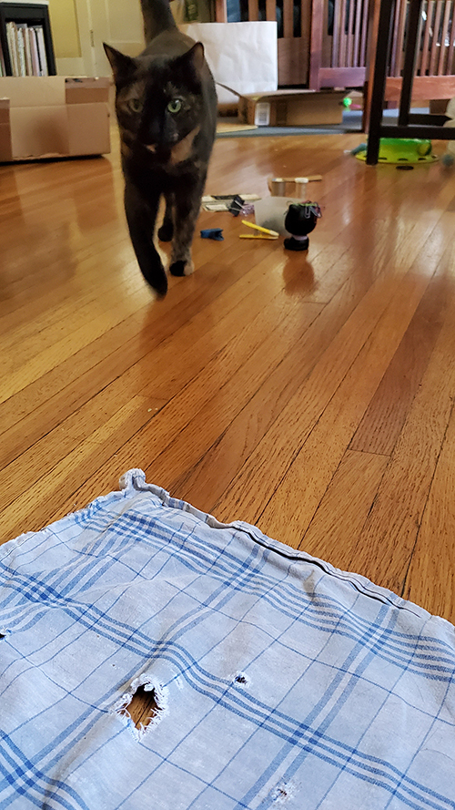 Mystery the cat walking over to inspect the fabric