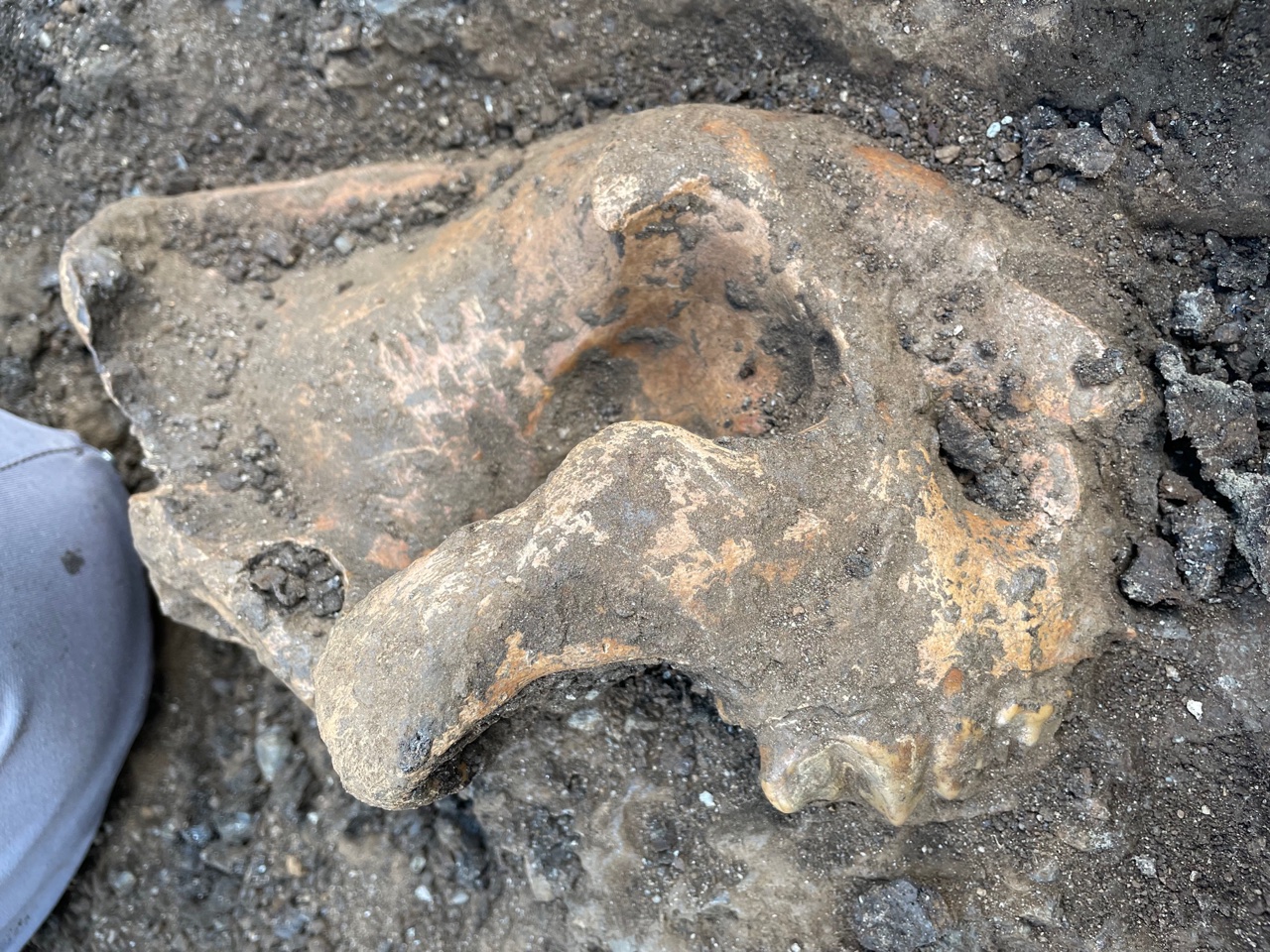 Fossil in the dirt