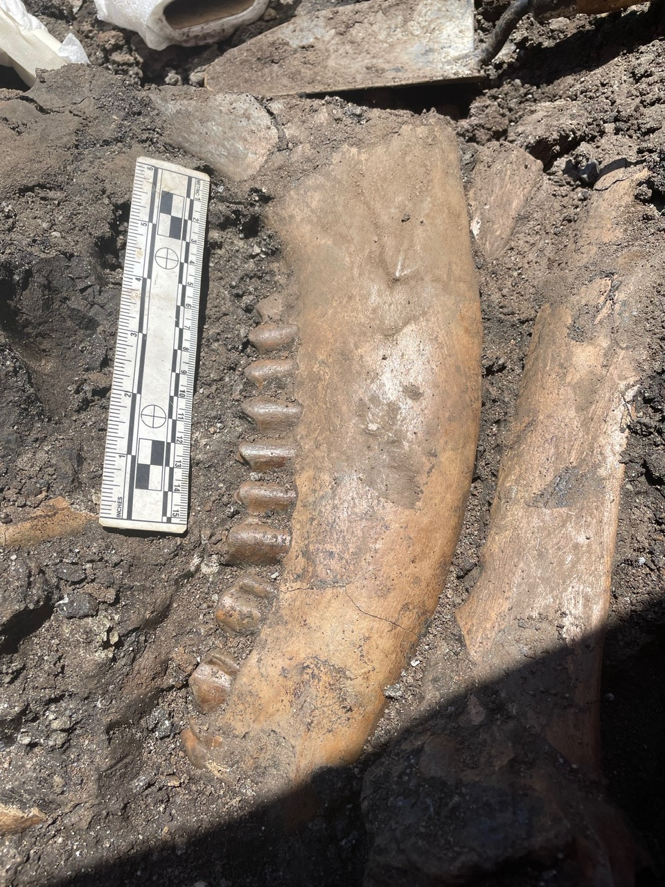 Fossil of jaw in the dirt