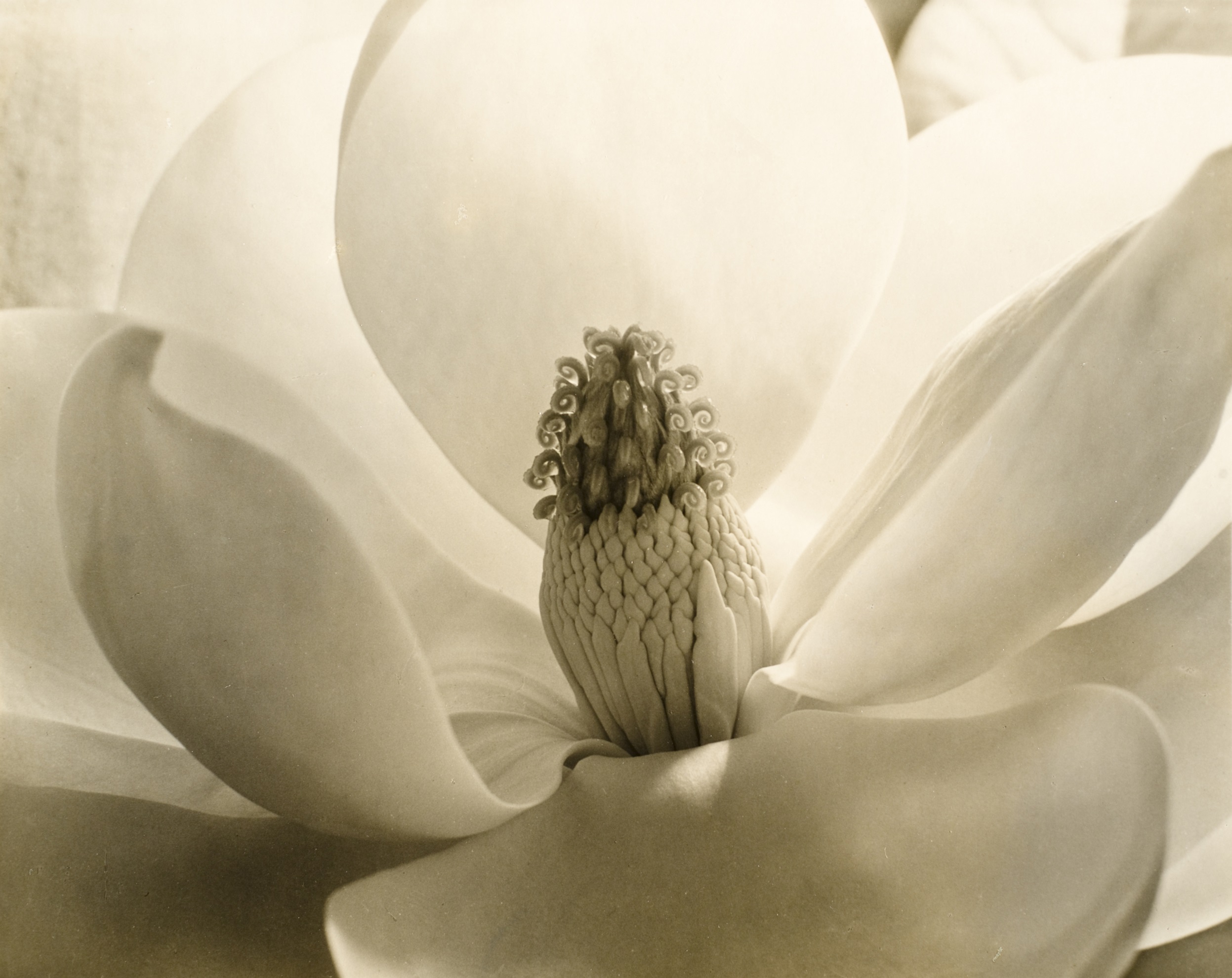 Imogen Cunningham, Magnolia Blossom, 1925, Los Angeles County Museum of Art, The Marjorie and Leonard Vernon Collection, gift of The Annenberg Foundation, acquired from Carol Vernon and Robert Turbin © 1925, 2013 Imogen Cunningham Trust