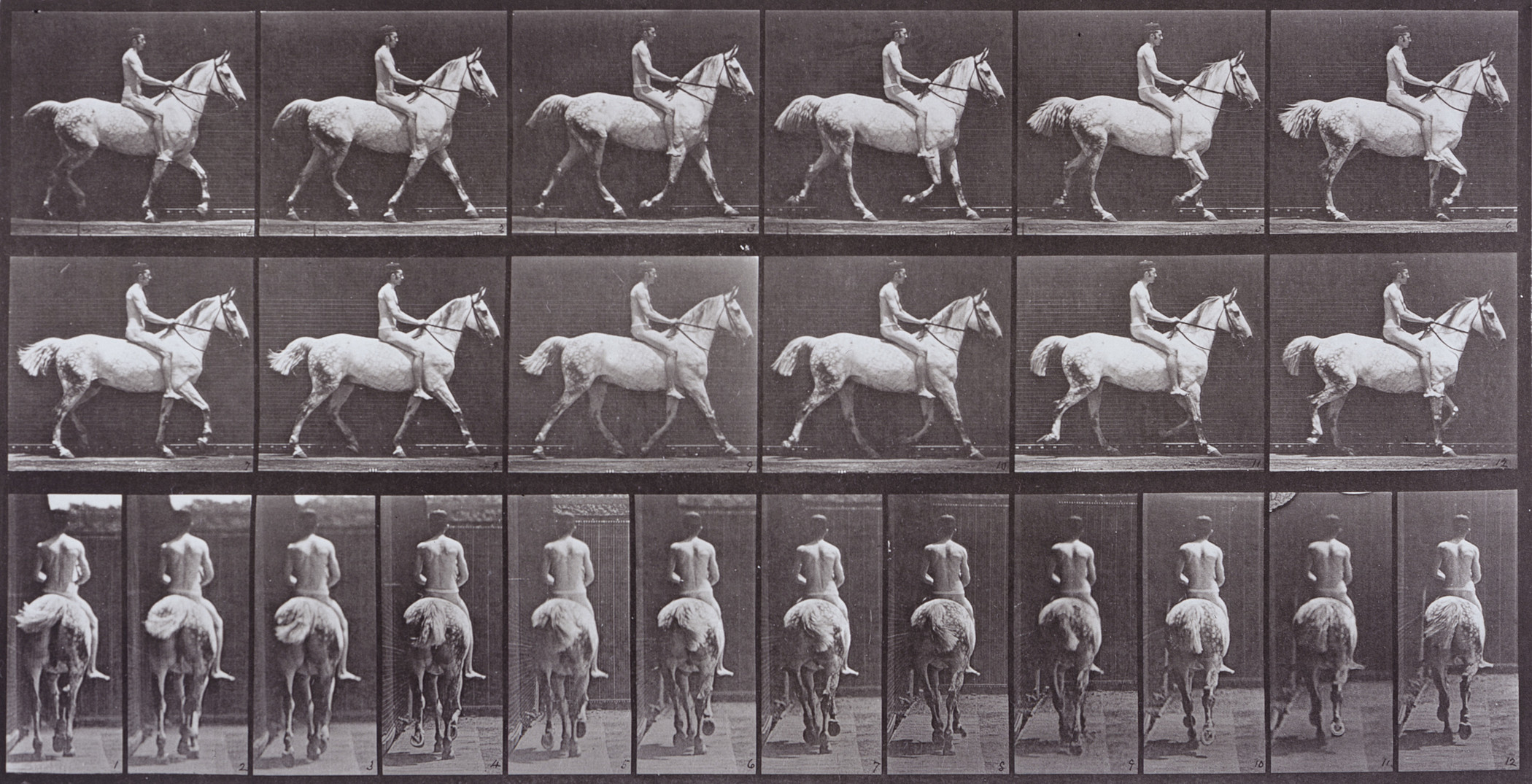 Eadweard Muybridge, Animal Locomotion, 1886, printed 1887, gift of the Sid and Diana Avery Trust, photo © Museum Associates/LACMA Various frames of a man riding a horse