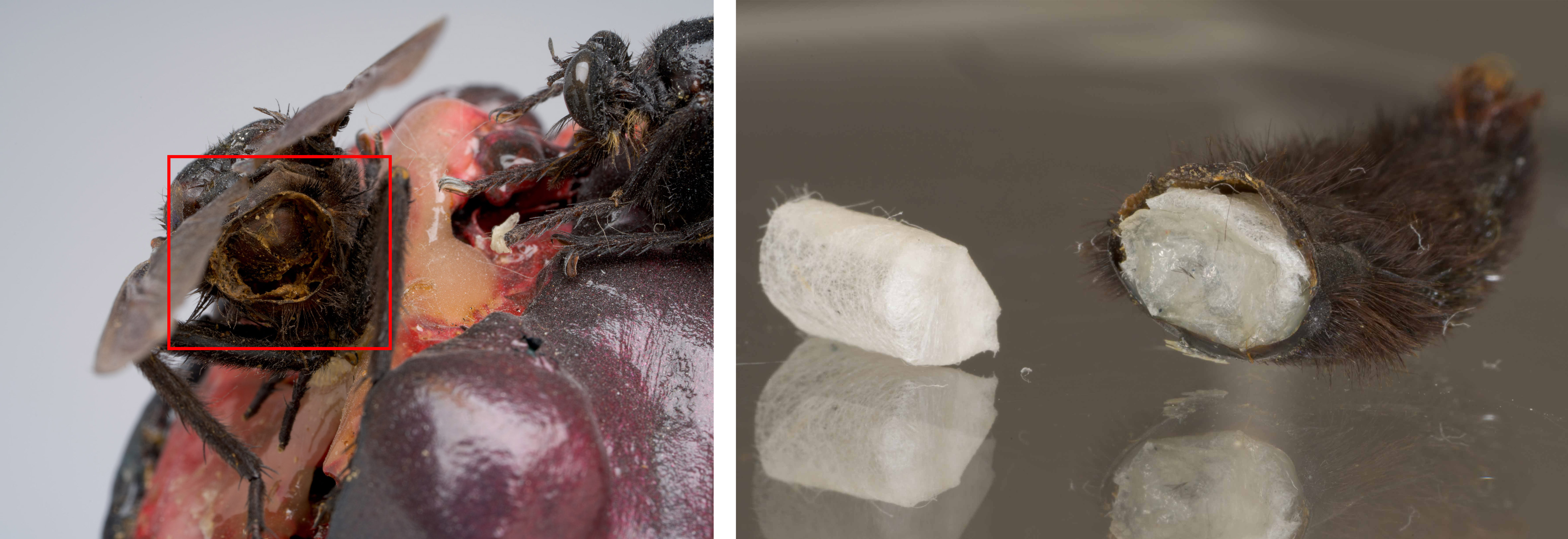 Left: Before treatment. Right: Japanese tissue tubes. Paul Thek, Untitled (Meat Piece with Flies) (details), 1965, Los Angeles County Museum of Art, The Judith Rothschild Foundation, photo © Museum Associates/LACMA Conservation, by Yosi Pozeilov