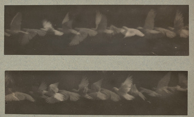 Étienne-Jules Marey, Analysis of the Flight of a Pigeon by the Chronophotographic Method, 1883–87, Horace W. Goldsmith Fund through Robert B. Menschel, courtesy of the Museum of Modern Art, New York