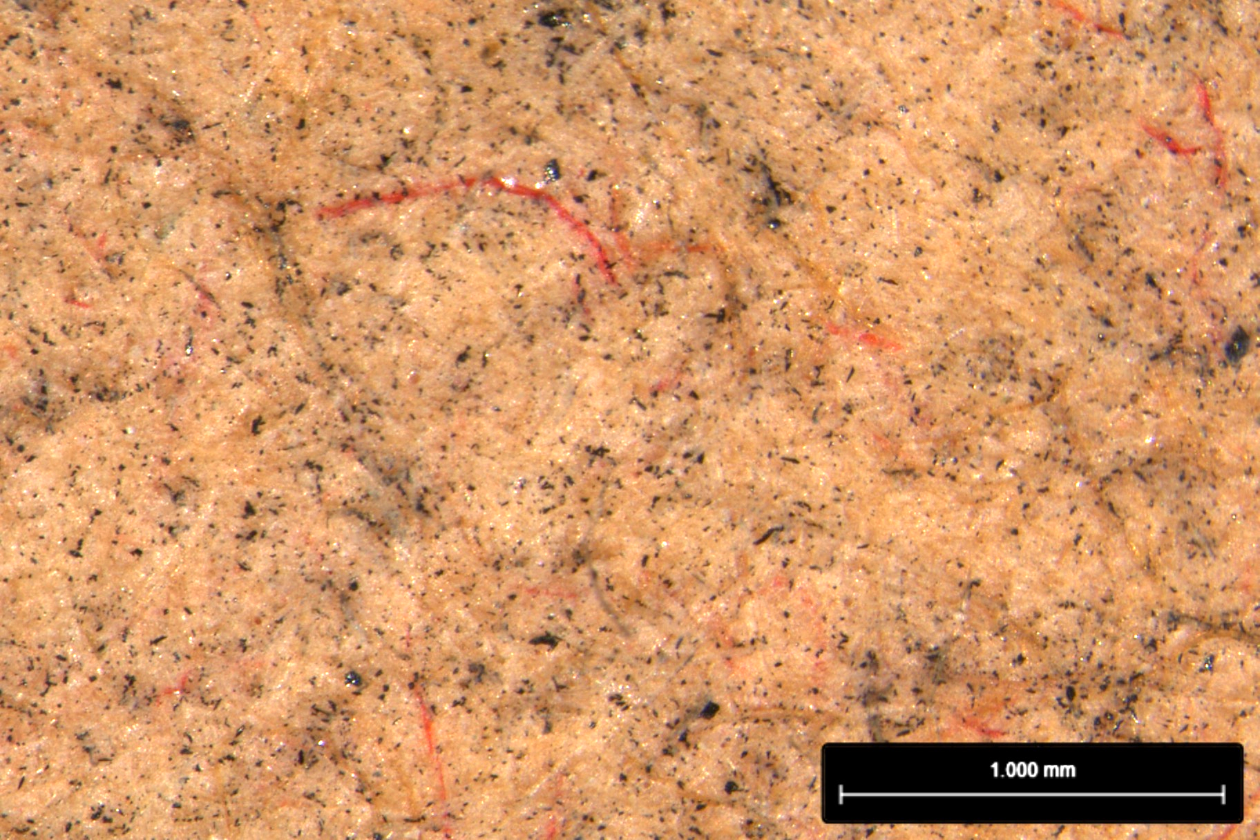 Photomicrograph of Head within an Aureole’s paper support showing numerous red fibers. Image: Getty Museum. © J. Paul Getty Trust