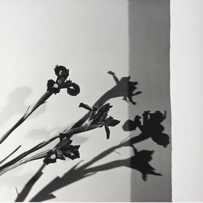 Robert Mapplethorpe, Irises, N.Y.C. (Y Portfolio), 1977, the J. Paul Getty Museum, Los Angeles, jointly acquired by the J. Paul Getty Trust and the Los Angeles County Museum of Art, partial gift of the Robert Mapplethorpe Foundation; partial purchase with funds provided by the David Geffen Foundation and the J. Paul Getty Trust, 2011, © Robert Mapplethorpe Foundation
