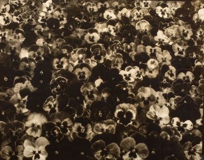 Edward Steichen, Flowers, 1921, reproduced with permission of Joanna T. Steichen, gift of Richard and Jackie Hollander