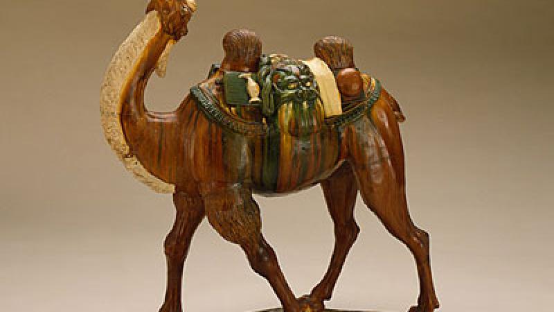 The Bactrian Camel