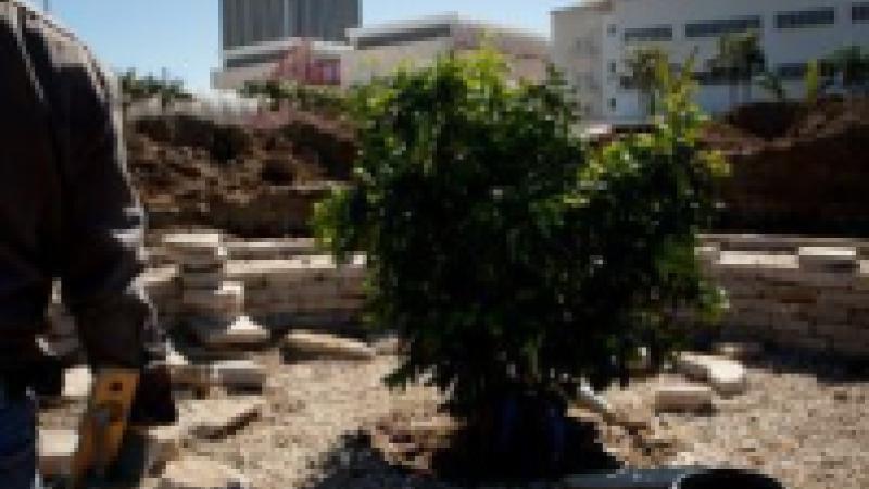 Fallen Fruit's Public Fruit Theater