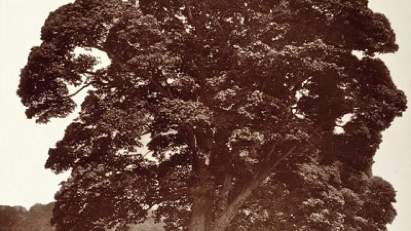Four Photographs, Four Trees, Four Ways of Seeing