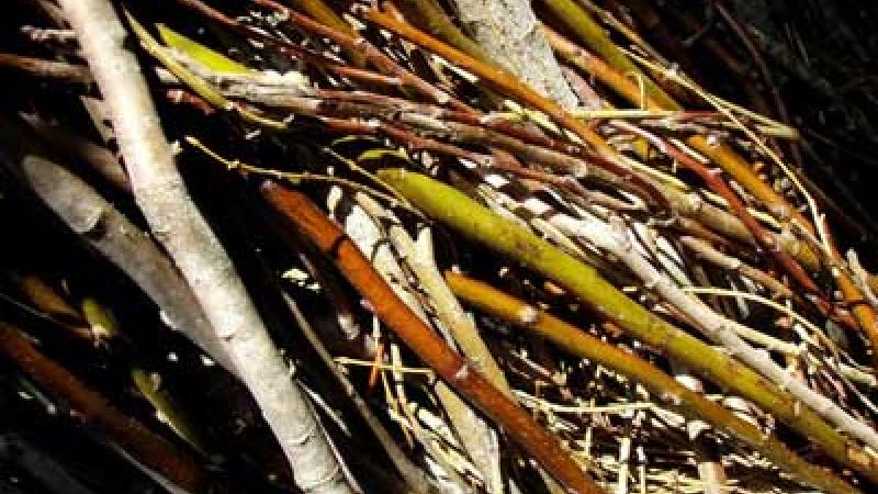 Patrick Dougherty at the Arboretum