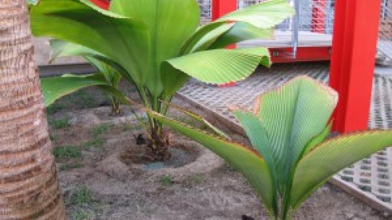 New Palms on the Block