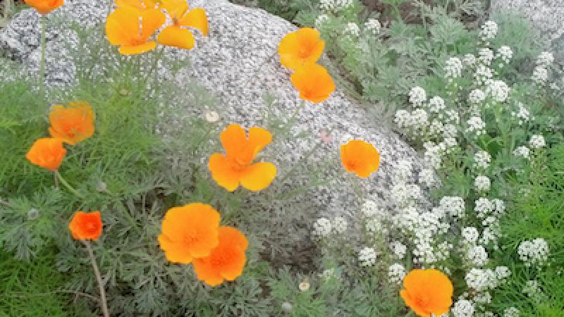 The Consummate Californian Flower