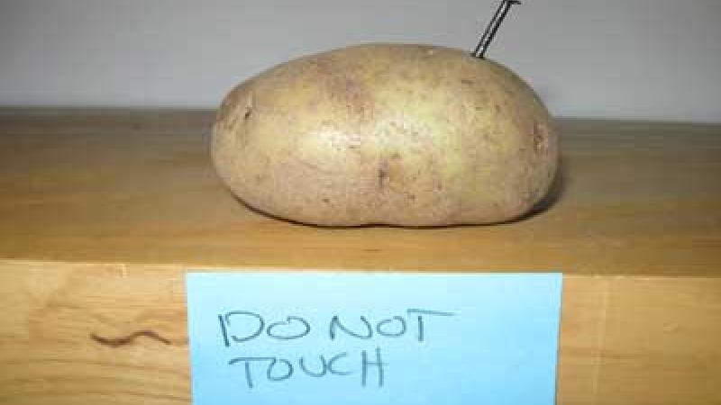 Potato House Experiment