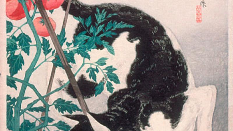 Radiator Charlie and his Mortgage Lifter Tomato  