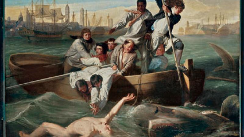 Swimming with Sharks