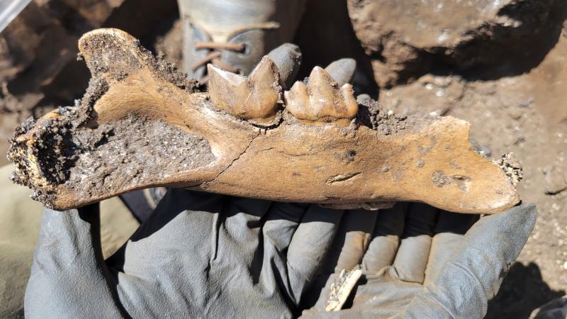 A Treasure Trove in the Tar