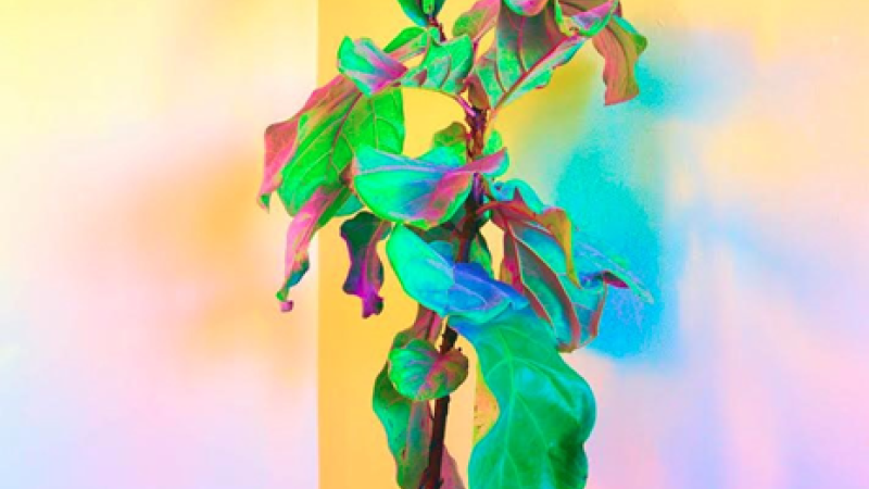 2017 LENS: Photography Council Acquisitions