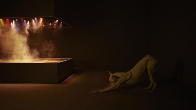Human, Pierre Huyghe’s Dog-in-Residence