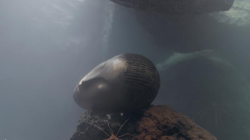 Pierre Huyghe at LACMA: Arts Reporting as Embedded Journalism