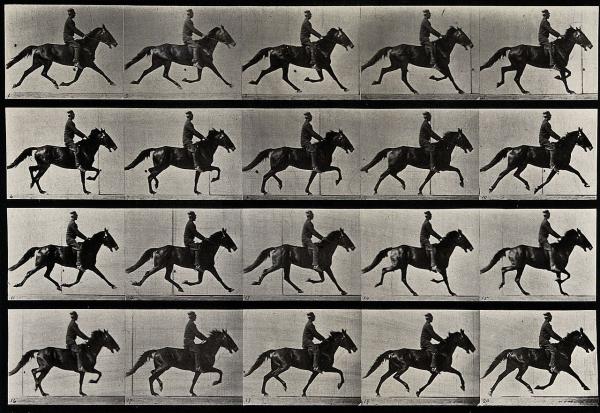Still from Eadweard Muybridge's motion study of horses. Image courtesy of Wellcome Images, a website operated by Wellcome Trust, a global charitable foundation based in the United Kingdom.