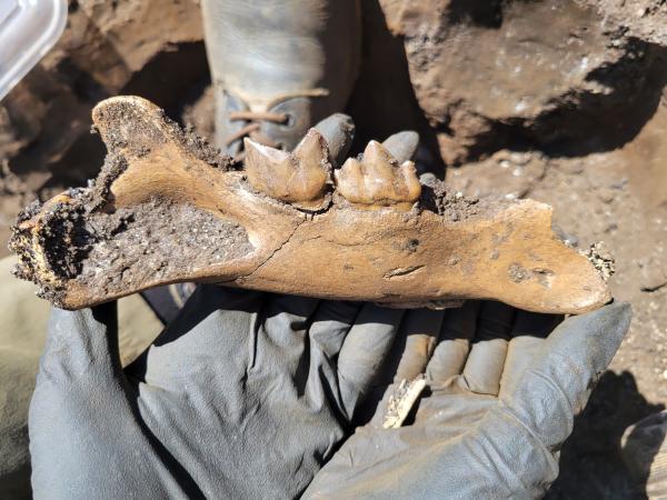 Hands holding a bone fragment with teeth