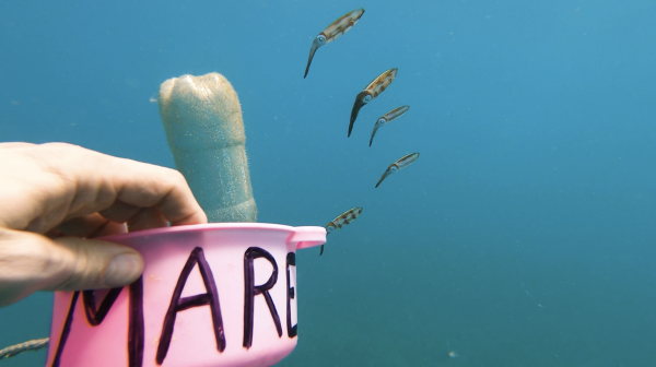 Hand underwater holding a pink bucket with fish in the background
