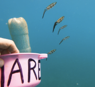 Hand underwater holding a pink bucket with fish in the background
